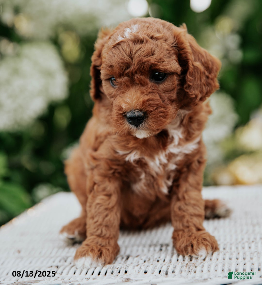 Cavapoo dogs for sale: Bailey - Image 2