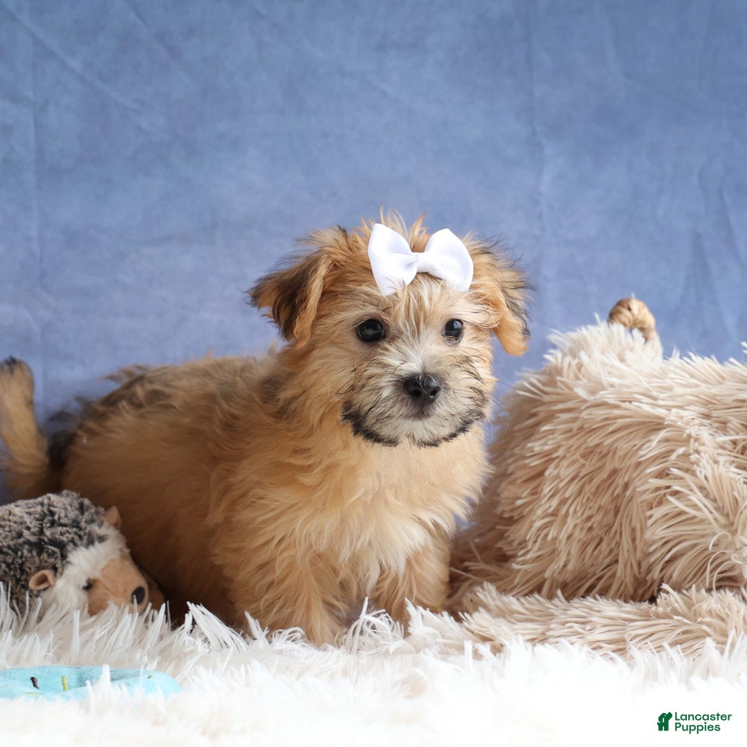 Yochon dogs for sale: Titus - Image 20