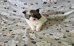 Pomeranian dogs for sale: Tina - Image 1