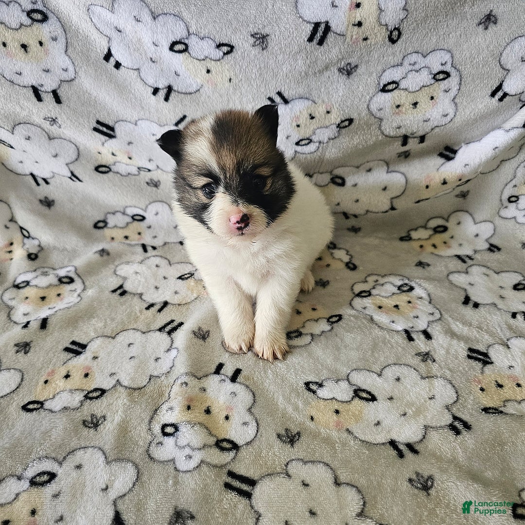 Pomeranian dogs for sale: Tina - Image 1
