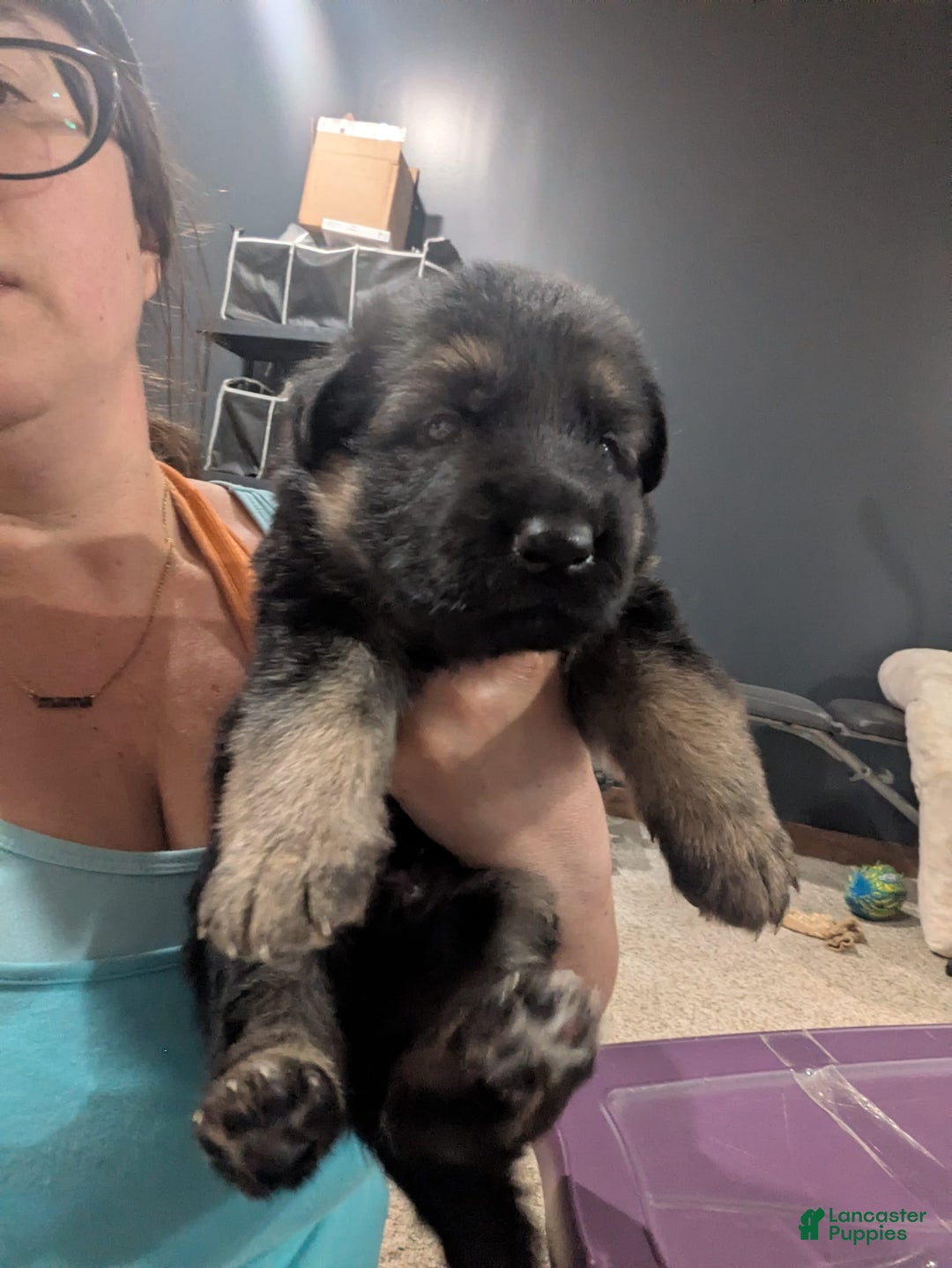 German Shepherd dogs for sale: Diesel - Image 2