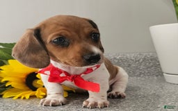 Dachshund dogs for sale: Millie Mae - Image 16