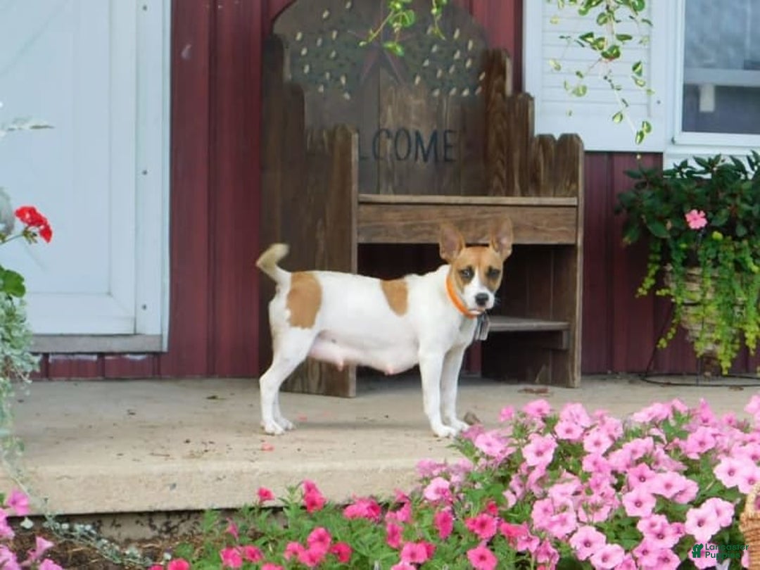 Jug dogs for sale: Madison - Image 2