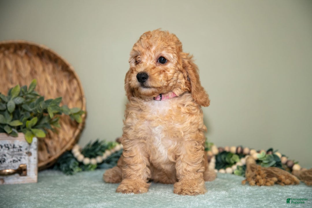 Cavapoo dogs for sale: Glenda - Image 5
