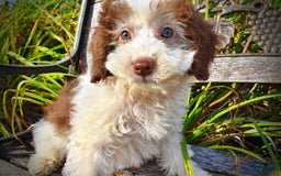 Havapoo dogs for sale: Hope - Image 14