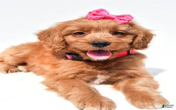Mini Goldendoodle dogs for sale: Trixie - Image 2