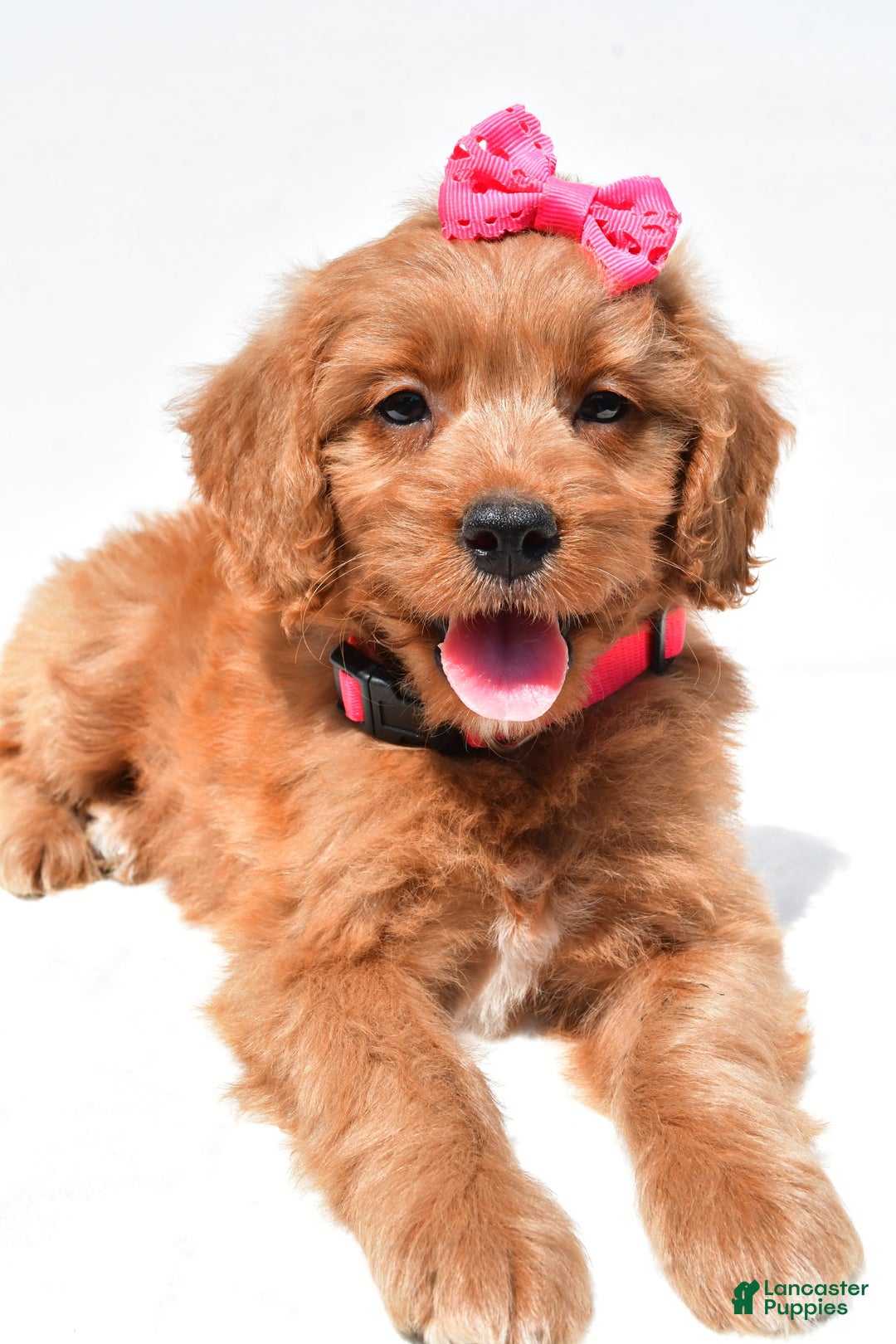 Mini Goldendoodle dogs for sale: Trixie - Image 2