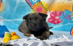 Belgian Malinois dogs for sale: Belgian Malinois Female - Image 12