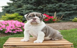 English Bulldog dogs for sale: Sydney - Image 1