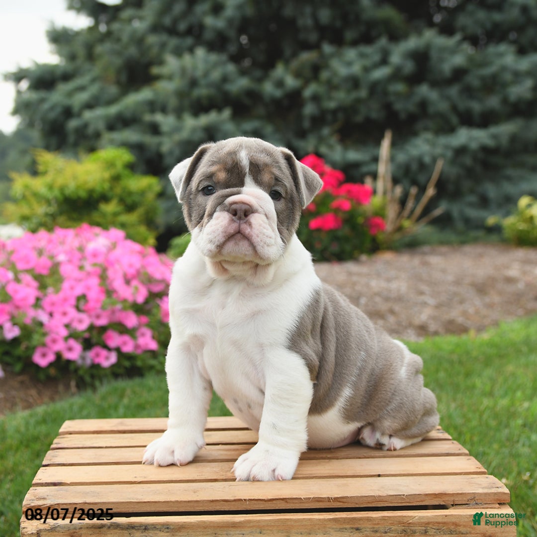 English Bulldog dogs for sale: Sydney - Image 1