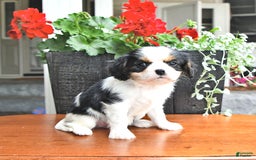 Cavalier King Charles Spaniel dogs for sale: Cody - Image 15
