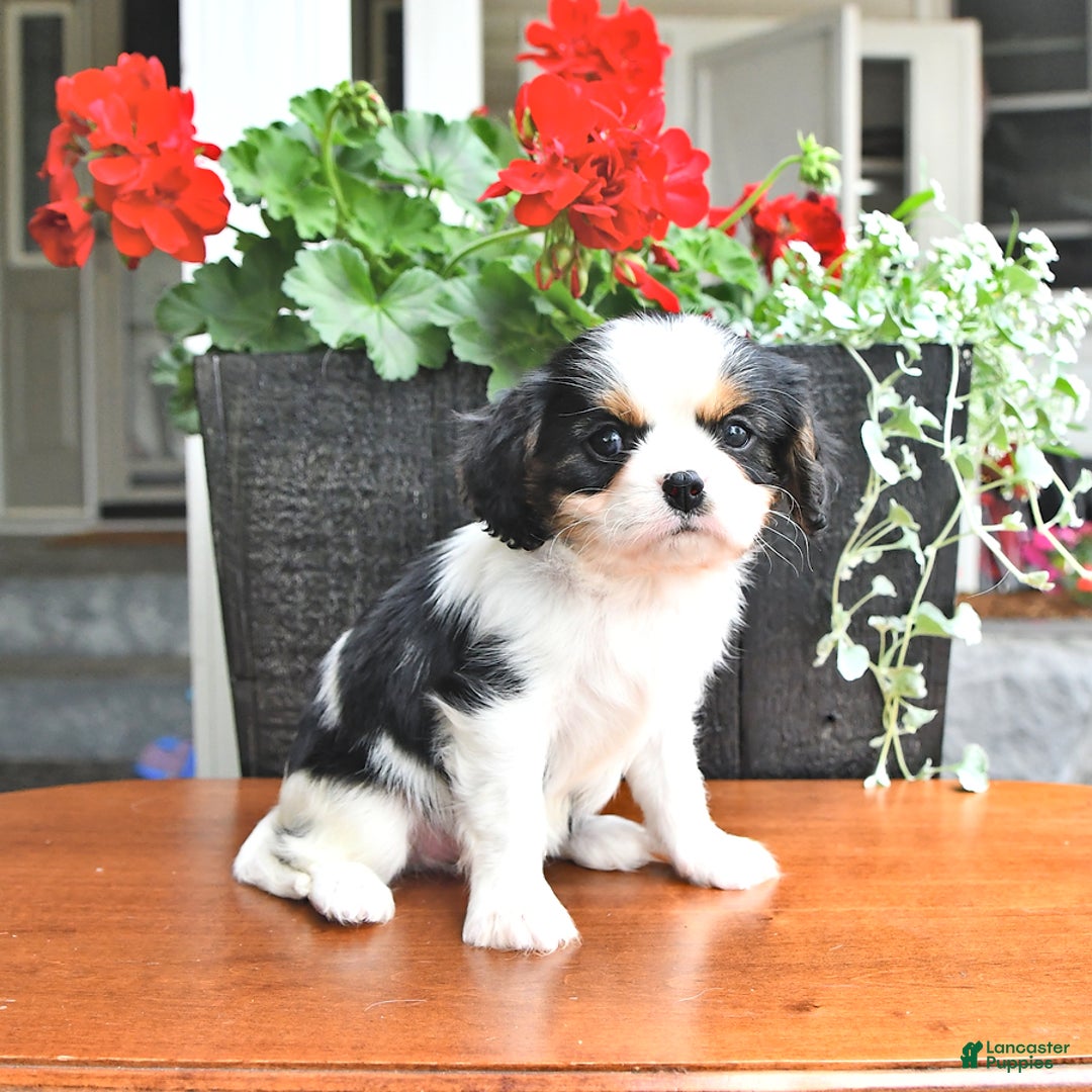 Cavalier King Charles Spaniel dogs for sale: Cody - Image 15