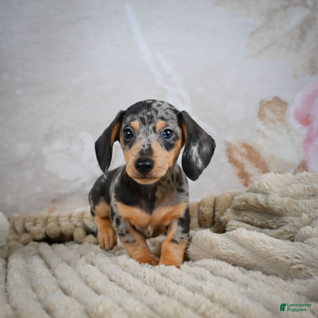 Miniature Dachshund dogs for sale: Ryder - Image 5