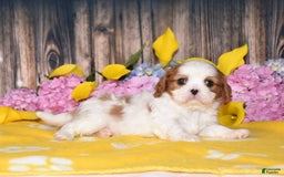 Cavalier King Charles Spaniel dogs for sale: Tenny - Image 3