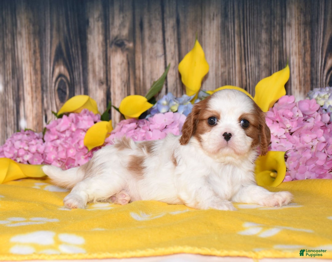 Cavalier King Charles Spaniel dogs for sale: Tenny - Image 3