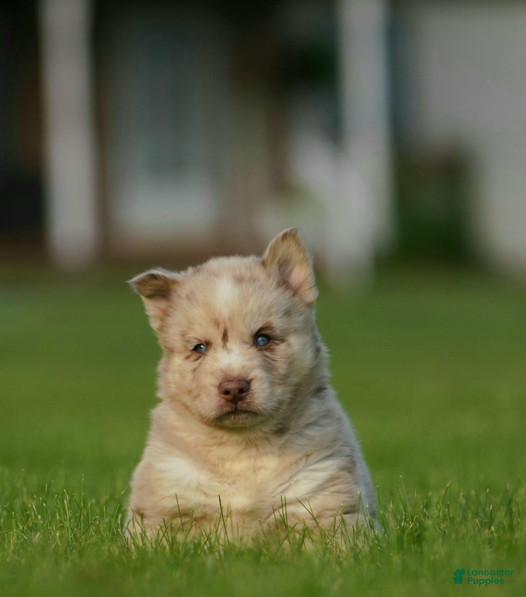 Gerberian Shepsky dogs for sale: Max - Image 19