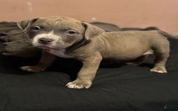 American Bully dogs for sale: Dozer - Image 10