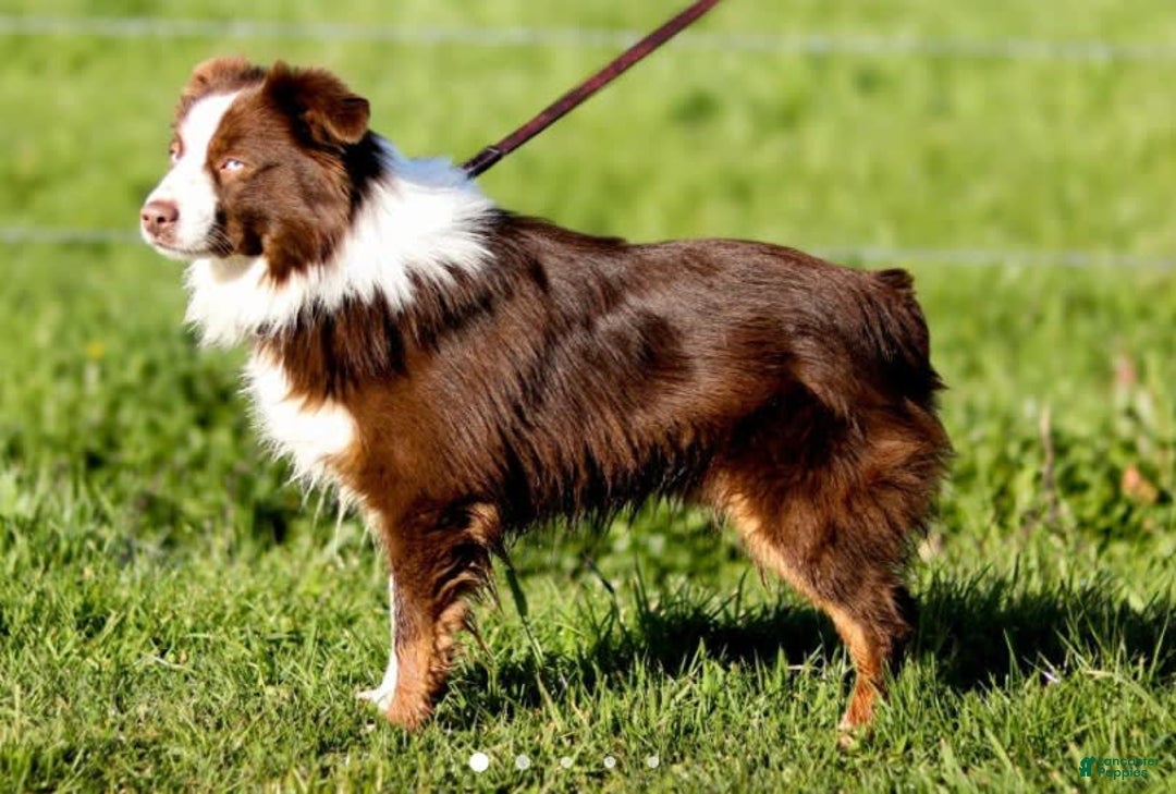 Miniature Australian Shepherd dogs for sale: Cowgirl - Image 5