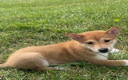 Shiba Inu dogs for sale: Iris - Image 4