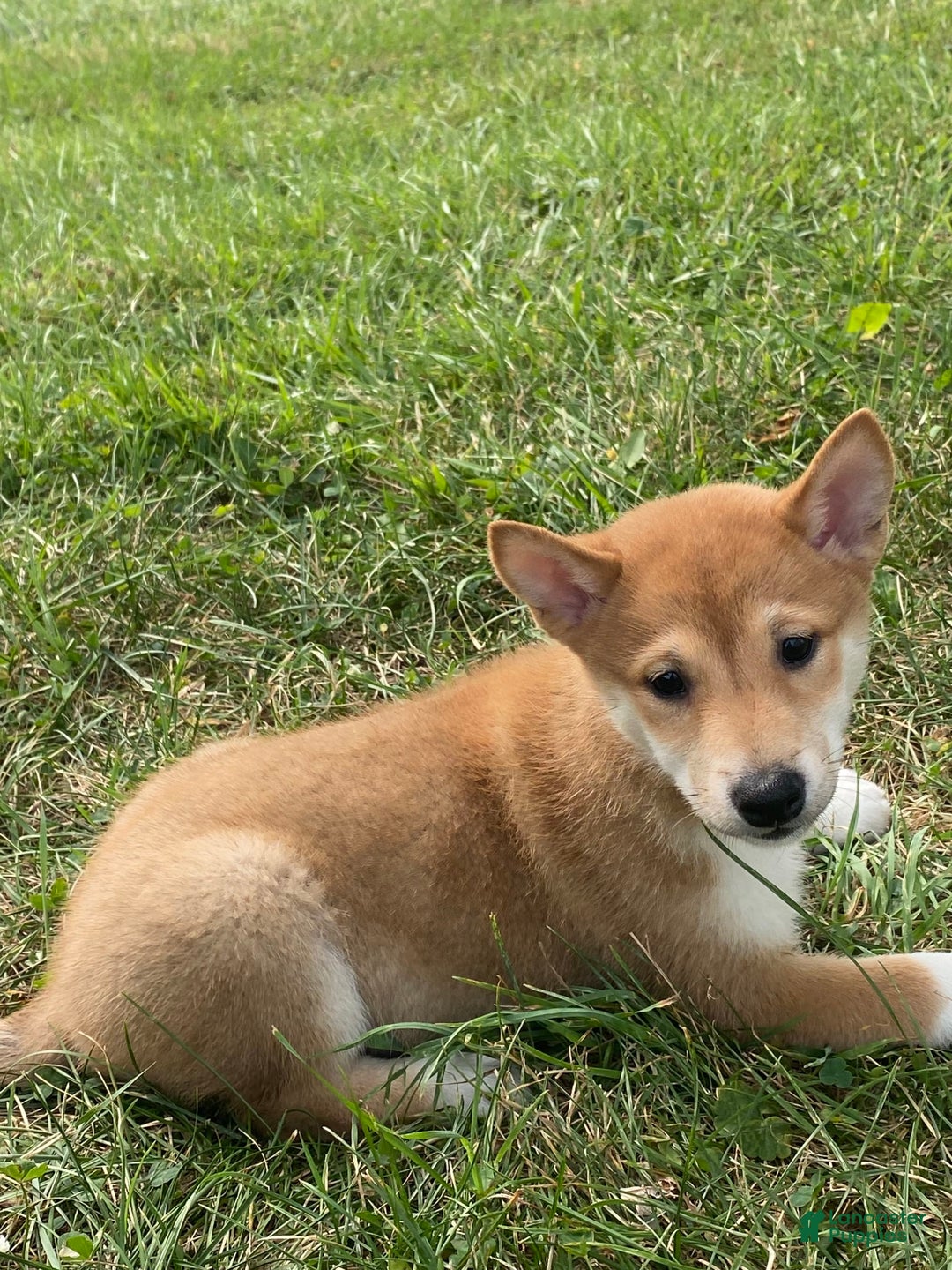 Shiba Inu dogs for sale: Iris - Image 4