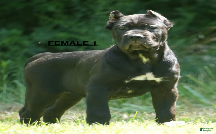 Cane Corso dogs - Advert 22