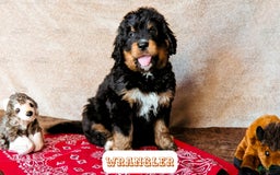 Bernedoodle dogs for sale: Wrangler - Image 2