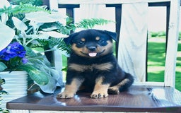 Rottweiler dogs for sale: Penny - Image 2
