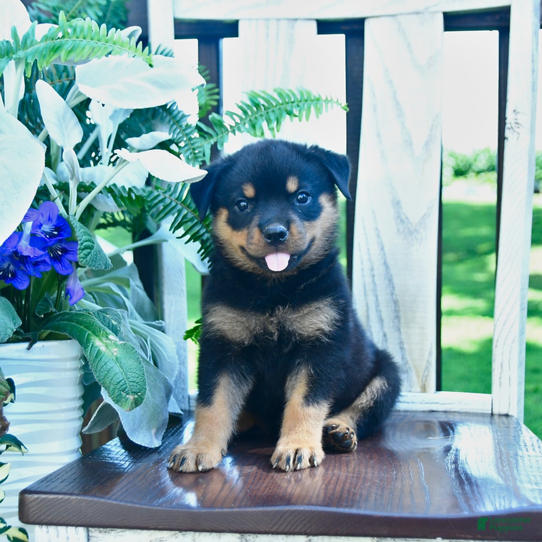 Rottweiler dogs for sale: Penny - Image 2