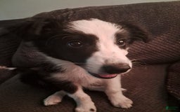 Border Collie dogs for sale: Cookie - Image 4