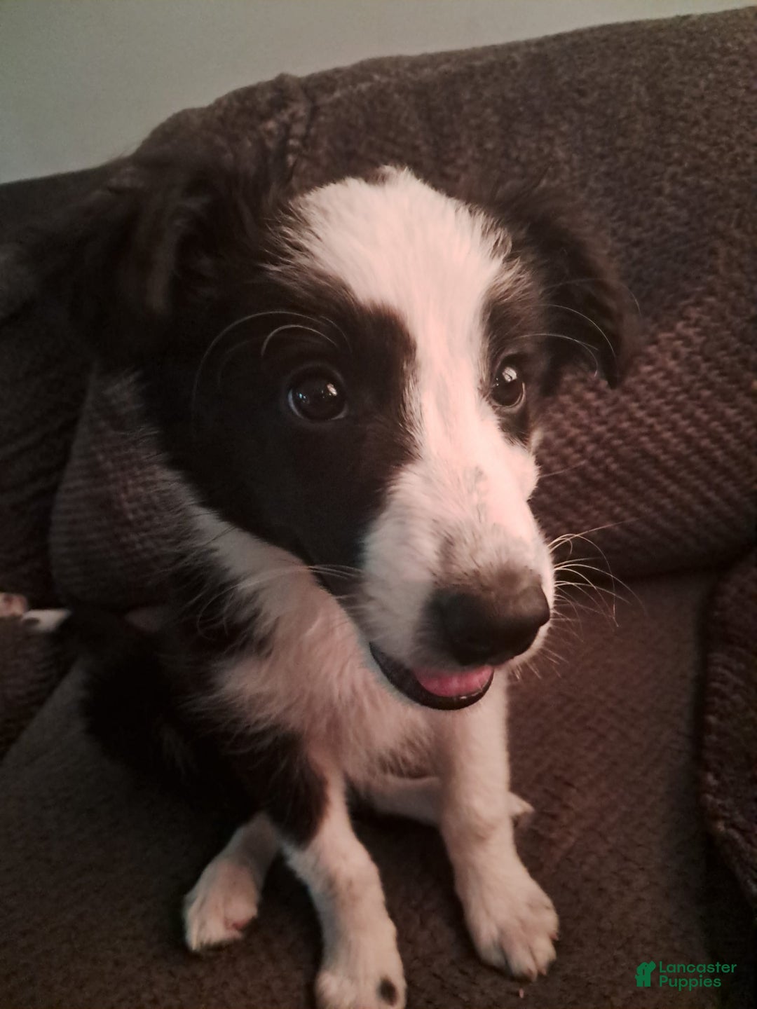 Border Collie dogs for sale: Cookie - Image 4