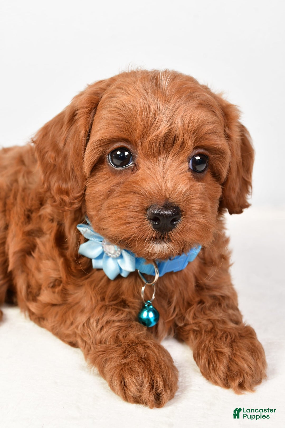 Cockapoo dogs for sale: Nila - Image 2