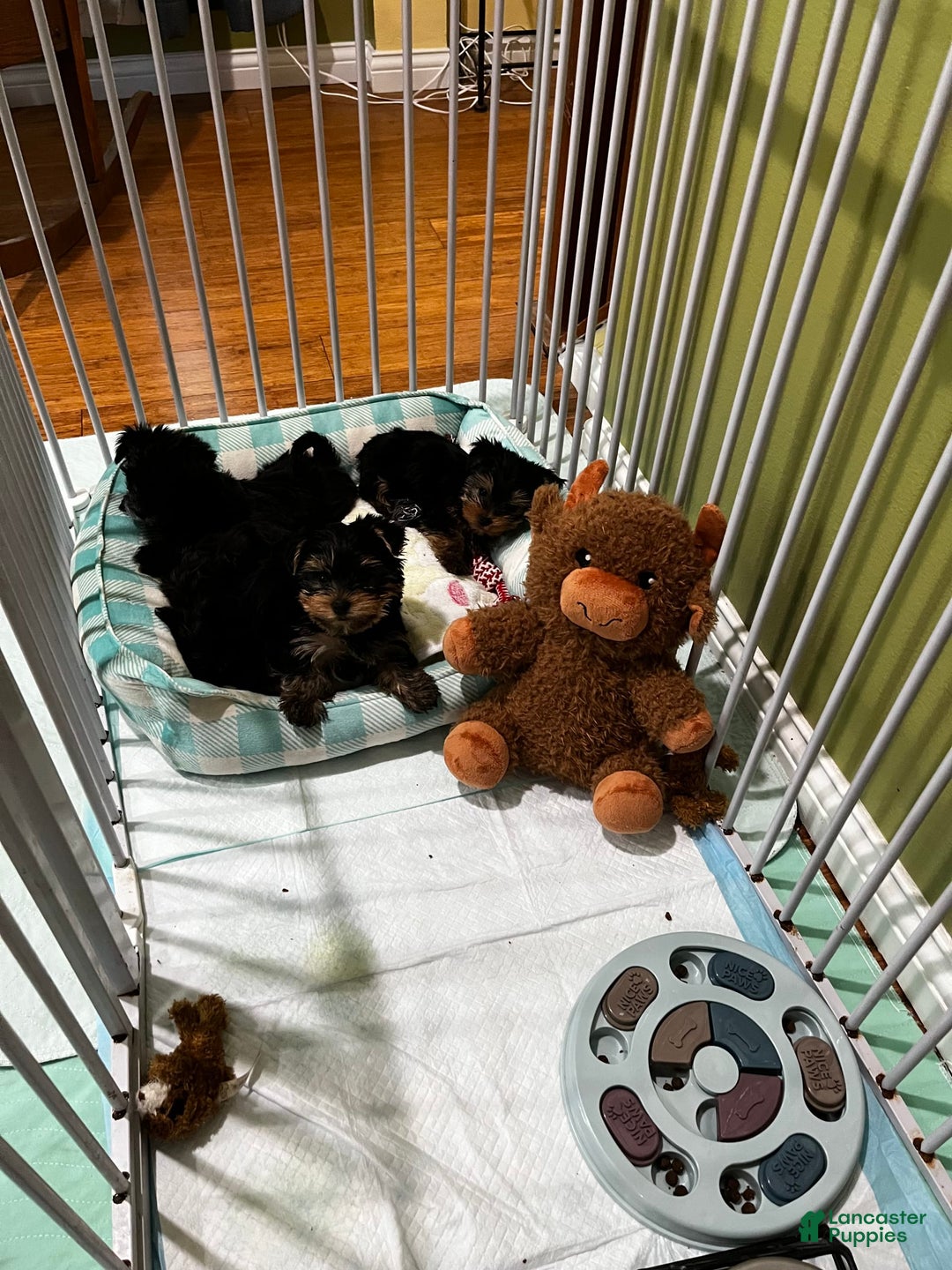 Morkie dogs for sale: Mr. Sleepy - Image 3