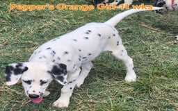 Dalmatian dogs for sale: Peppers Orange Girl - Image 15
