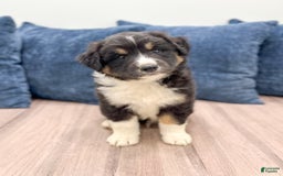 Australian Shepherd dogs for sale: Jasper - Image 4