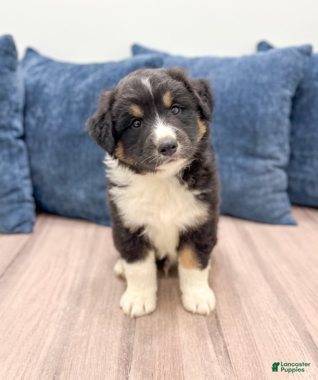 Australian Shepherd dogs for sale: Jasper - Image 4