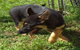 German Shepherd dogs for sale: Heidi - Image 15
