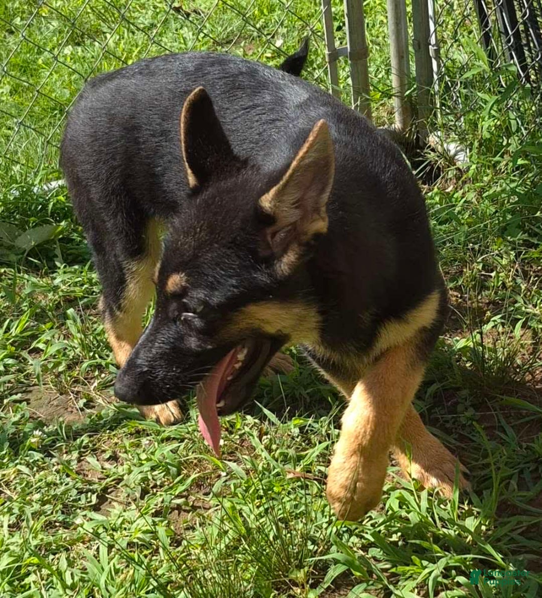 German Shepherd dogs for sale: Heidi - Image 15