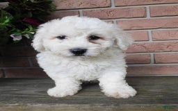 Bichon Frise dogs for sale: Joker - Image 5