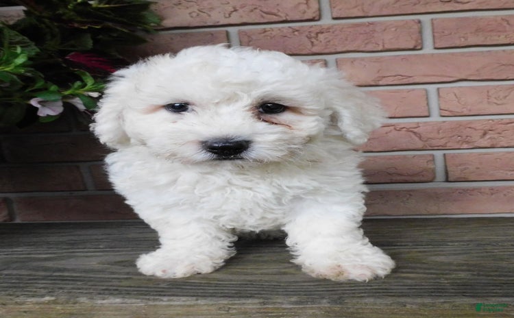 Bichon Frise dogs - Advert 30
