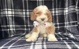 Cockapoo dogs for sale: Mac - Image 6