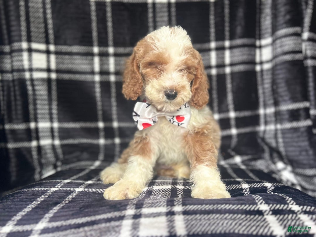 Cockapoo dogs for sale: Mac - Image 6