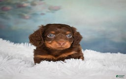 Miniature Dachshund dogs for sale: Benji - Image 9