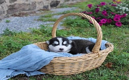 Alaskan Malamute dogs for sale: Willow - Image 1