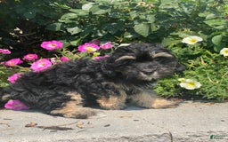 Lhasapoo dogs for sale: Jinny - Image 3