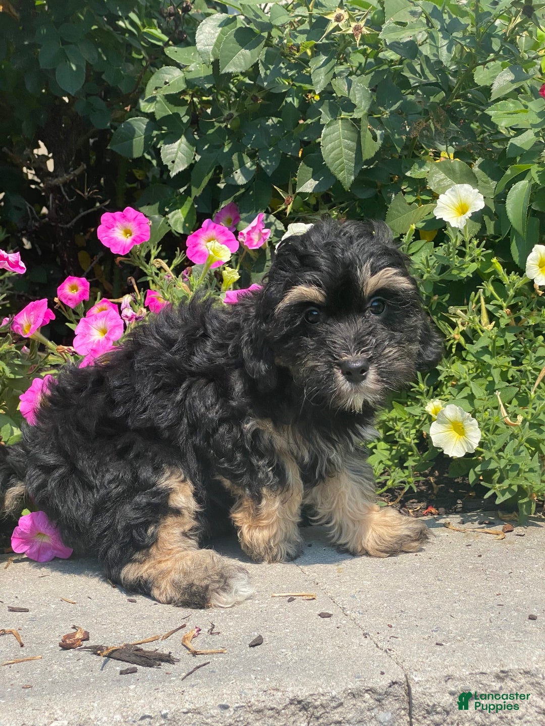 Lhasapoo dogs for sale: Jinny - Image 3