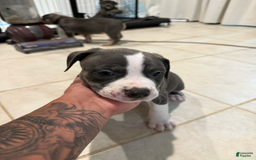American Bully dogs for sale: Finn - Image 4