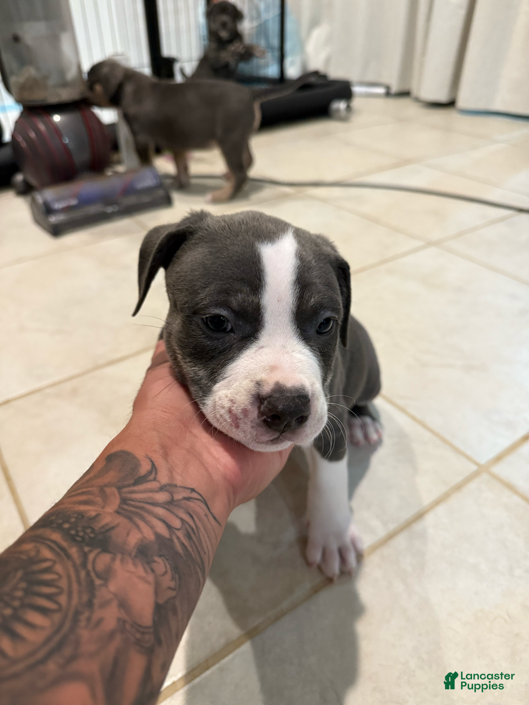 American Bully dogs for sale: Finn - Image 4