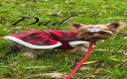 Yorkshire Terrier dogs for sale: Mimi - Image 6