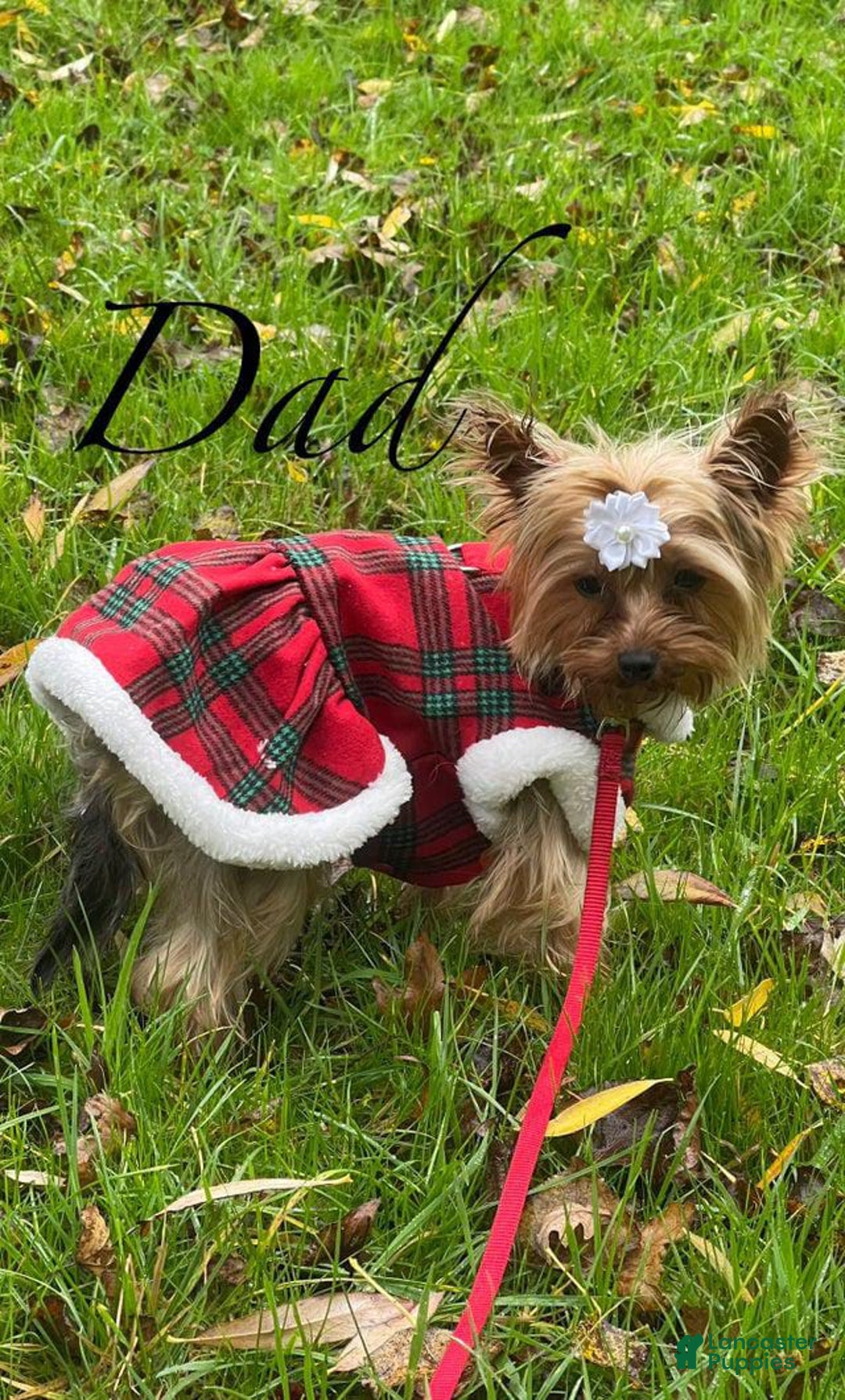 Yorkshire Terrier dogs for sale: Mimi - Image 6