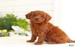 Miniature Poodle dogs for sale: Nacho - Image 2